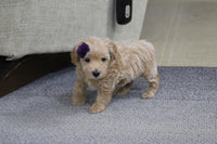 Maltipoo