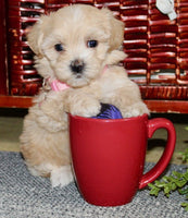 Maltipoo