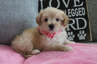  Maltipoo