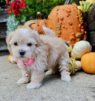 Maltipoo
