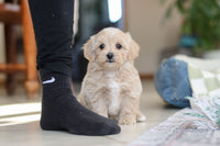 Maltipoo