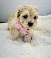 Maltipoo