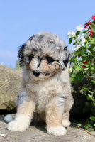 Mini Aussiepoo
