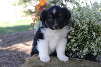 Mini Australian Shepherd