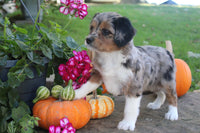 Mini Aussiepoo