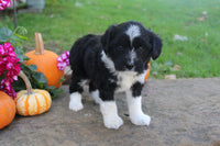 Mini Aussiepoo