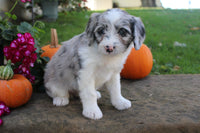 Mini Aussiepoo