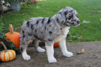 Mini Aussiepoo