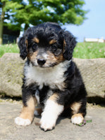 Mini Aussiepoo