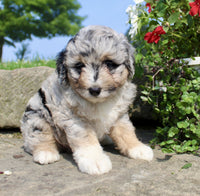 Mini Aussiepoo