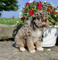 Mini Aussiepoo