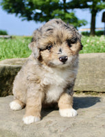 Mini Aussiepoo