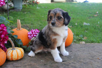 Mini Aussiepoo