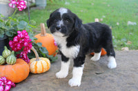 Mini Aussiepoo