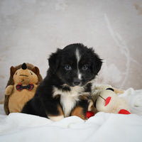 Mini Australian Shepherd