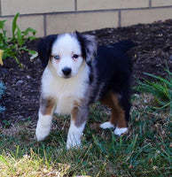 Mini Australian Shepherd