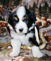 Mini Australian Shepherd