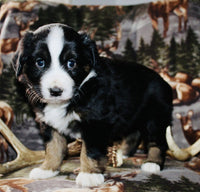 Mini Australian Shepherd