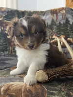 Mini Australian Shepherd