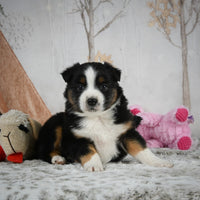 Mini Australian Shepherd