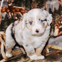 Mini Australian Shepherd