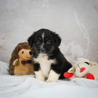 Mini Australian Shepherd