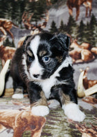 Mini Australian Shepherd