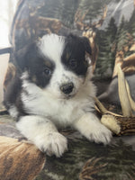 Mini Australian Shepherd