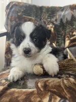 Mini Australian Shepherd