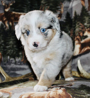 Mini Australian Shepherd