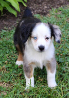 Mini Australian Shepherd