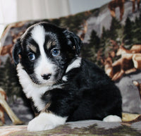 Mini Australian Shepherd