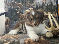 Mini Australian Shepherd