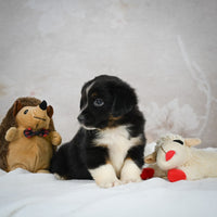 Mini Australian Shepherd