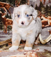 Mini Australian Shepherd