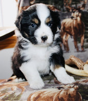 Mini Australian Shepherd