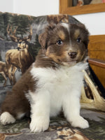 Mini Australian Shepherd