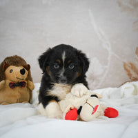 Mini Australian Shepherd