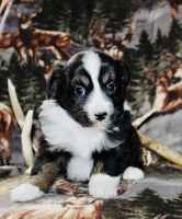 Mini Australian Shepherd