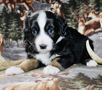 Mini Australian Shepherd