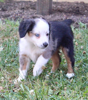 Mini Australian Shepherd