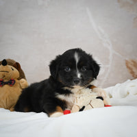 Mini Australian Shepherd