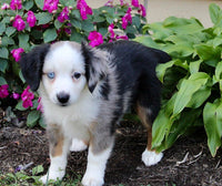 Mini Australian Shepherd
