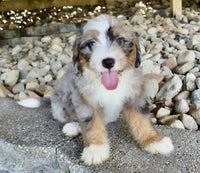 Mini Bernedoodle