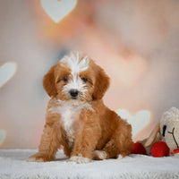 Mini Bernedoodle