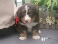 Mini Bernedoodle