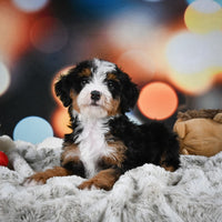 Mini Bernedoodle