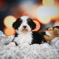 Mini Bernedoodle