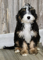 Mini Bernedoodle