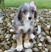 Mini Bernedoodle